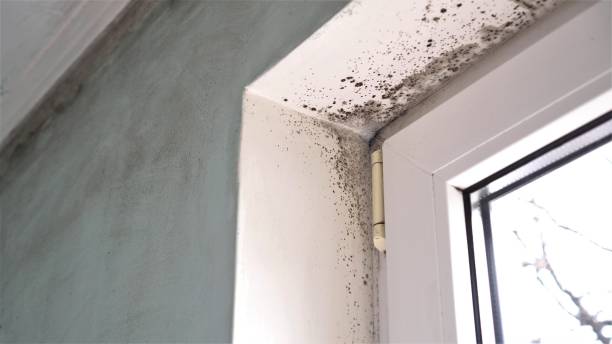 Best Residential Mold Removal  in Utica, SC