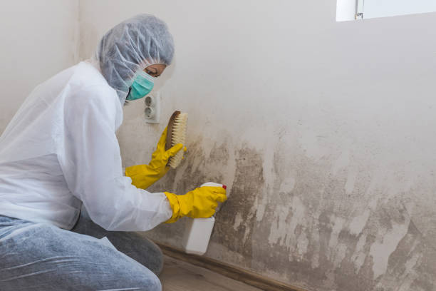 Mold Testing and Removal in Utica, SC