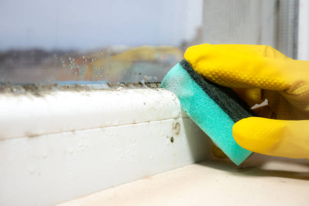 Best Commercial Mold Removal  in Utica, SC