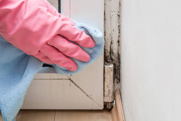 Reliable Utica, SC Mold Removal Solutions
