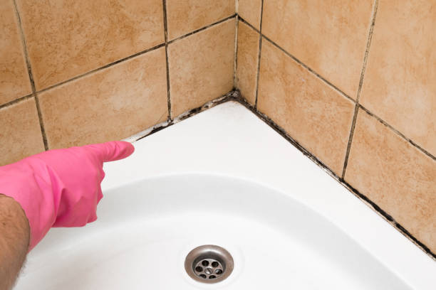 Best Mold Damage Repair  in Utica, SC